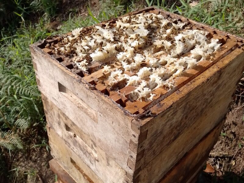 Meil Kosamalotl (Tzopeltzin Kosamalotl Nektli) - Productor de Miel y Productos Apiarios, venta al Mayoreo y Menudeo.
